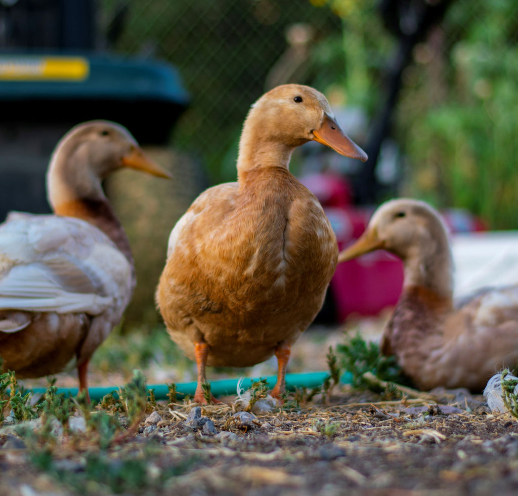 A Duck’s 5 Senses